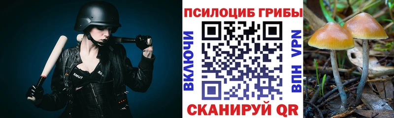 Псилоцибиновые грибы Psilocybe  Жиздра 